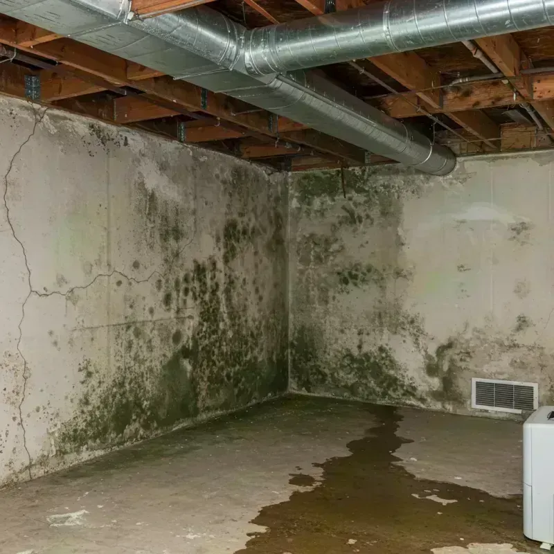 Professional Mold Removal in Granite City, IL